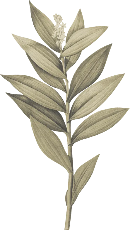 leaf-1